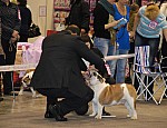 выставка собак CACIB в Новосибирске английский бульдог