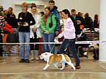 выставка собак CACIB в Новосибирске английский бульдог