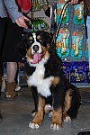 выставка собак CACIB в Новосибирске