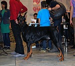 выставка собак CACIB в Новосибирске
