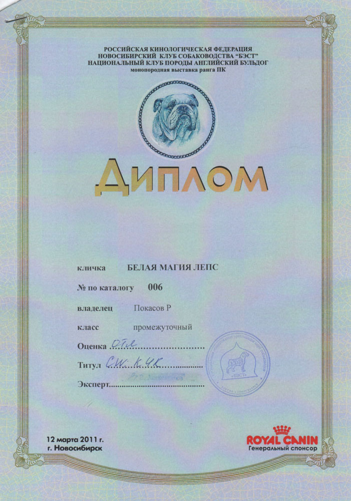 моно английских бульдогов в Новосибирске 12 марта 2011 Белая Магия Лепс CW (победитель класса), КЧК (кандидат в чемпионы национального клуба породы)